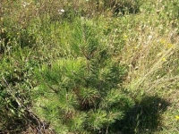 3ft-Austrian-Pine