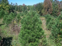 4ft-Austrian-Pine