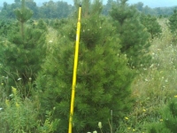 6ft-Austrian-Pine
