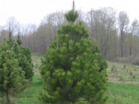 8ft-Austrian-Pine