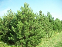austrian-pine-01