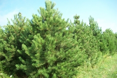Austrian Pine Trees - Pinus Nigra