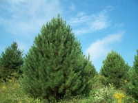 austrian-pine-02