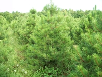 austrian-pine-03