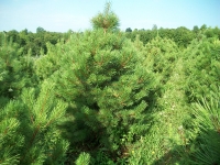 austrian-pine-04