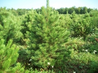 austrian-pine-05