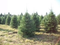 balsam-fir-01