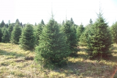 Balsam Fir - Abies Balsamea