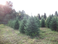 balsam-fir-02