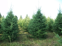 balsam-fir-03