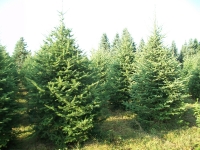 balsam-fir-04