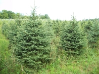 blackhill-spruce-01