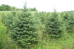 Black Hill Spruce - Picea Glauca Densata
