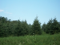 blackhill-spruce-02