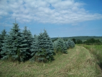 blue-spruce-02