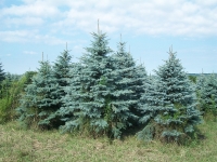 blue-spruce-03