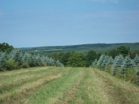blue-spruce-04