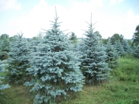 blue-spruce01-2
