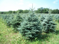 blue-spruce01