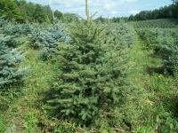 blue-spruce02