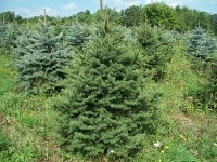 blue-spruce03