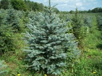 blue-spruce04