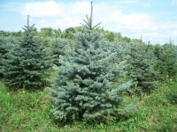 blue-spruce05