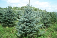 Colorado Blue Spruce - Picea Pungens Glauca