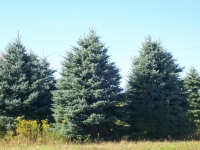 Colorado Blue Spruce 16ft