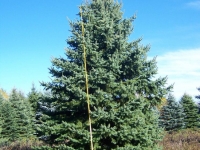 Colorado Blue Spruce 18-20ft