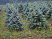 Colorado Blue Spruce 3-4ft