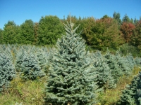 Colorado Blue Spruce 6ft