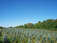 Colorado Blue Spruce