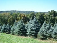 colorado-blue-spruce-01