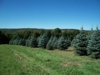 colorado-blue-spruce-02