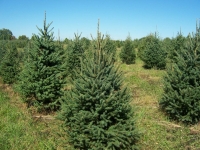 Norway Spruce