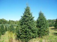 16-Concolor-Fir