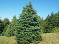16ft-Concolor-Fir