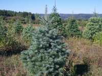 3ft-Concolor-Fir