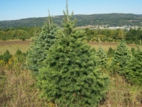 4ft-Concolor-Fir