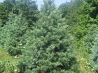 5ft-Concolor-Fir