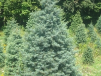 6ft-Concolor-Fir