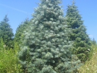 7ft-Concolor-Fir