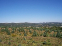 Concolor-Fir-Knoll