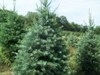 concolor-fir-01
