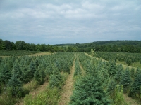 concolor-fir-02