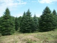 concolor-fir-03