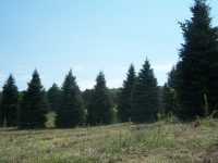 concolor-fir-04