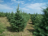 concolor-fir-05