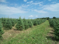 concolor-fir-06